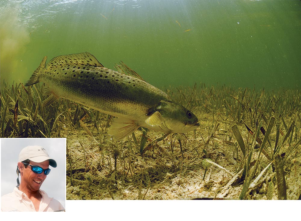 Large speckled trout on the flats