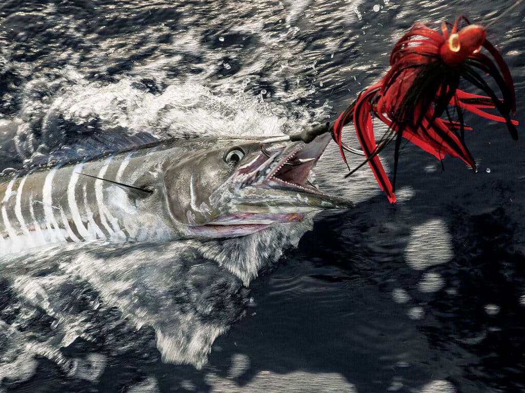 Wahoo caught in the Bahamas