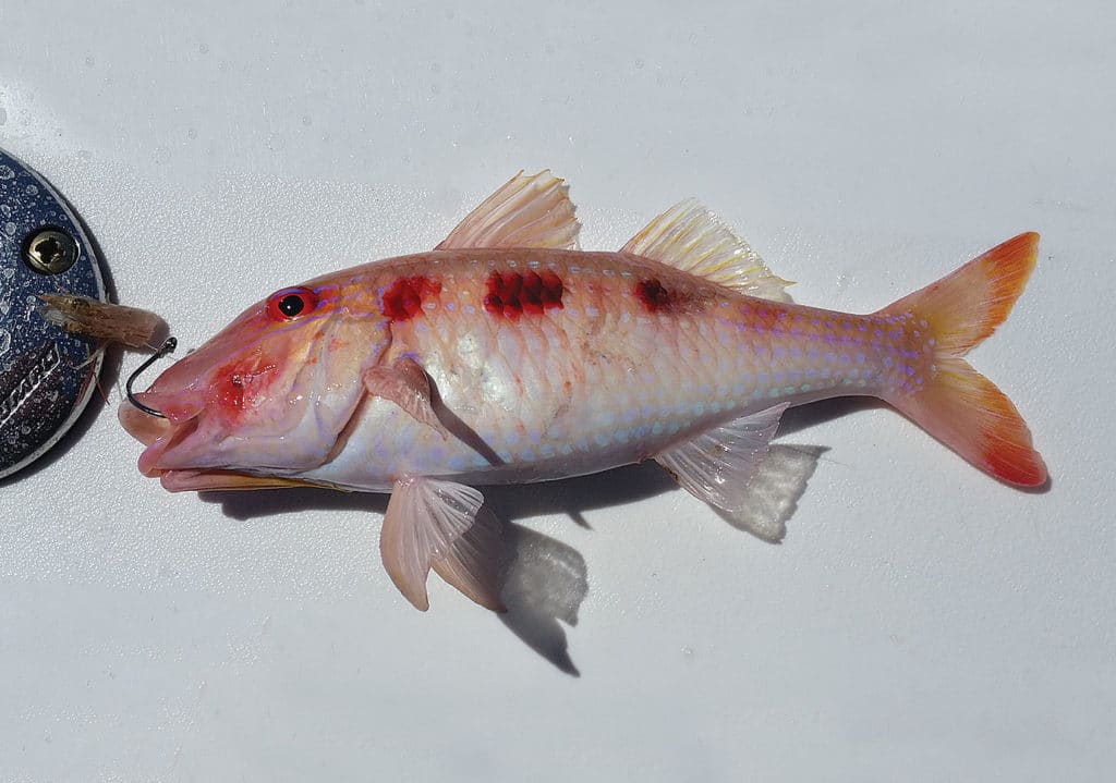 Spotted Goatfish