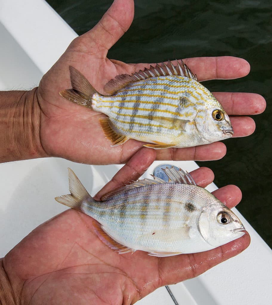 Strange Fishes From the Deep - Tomato Cod and More