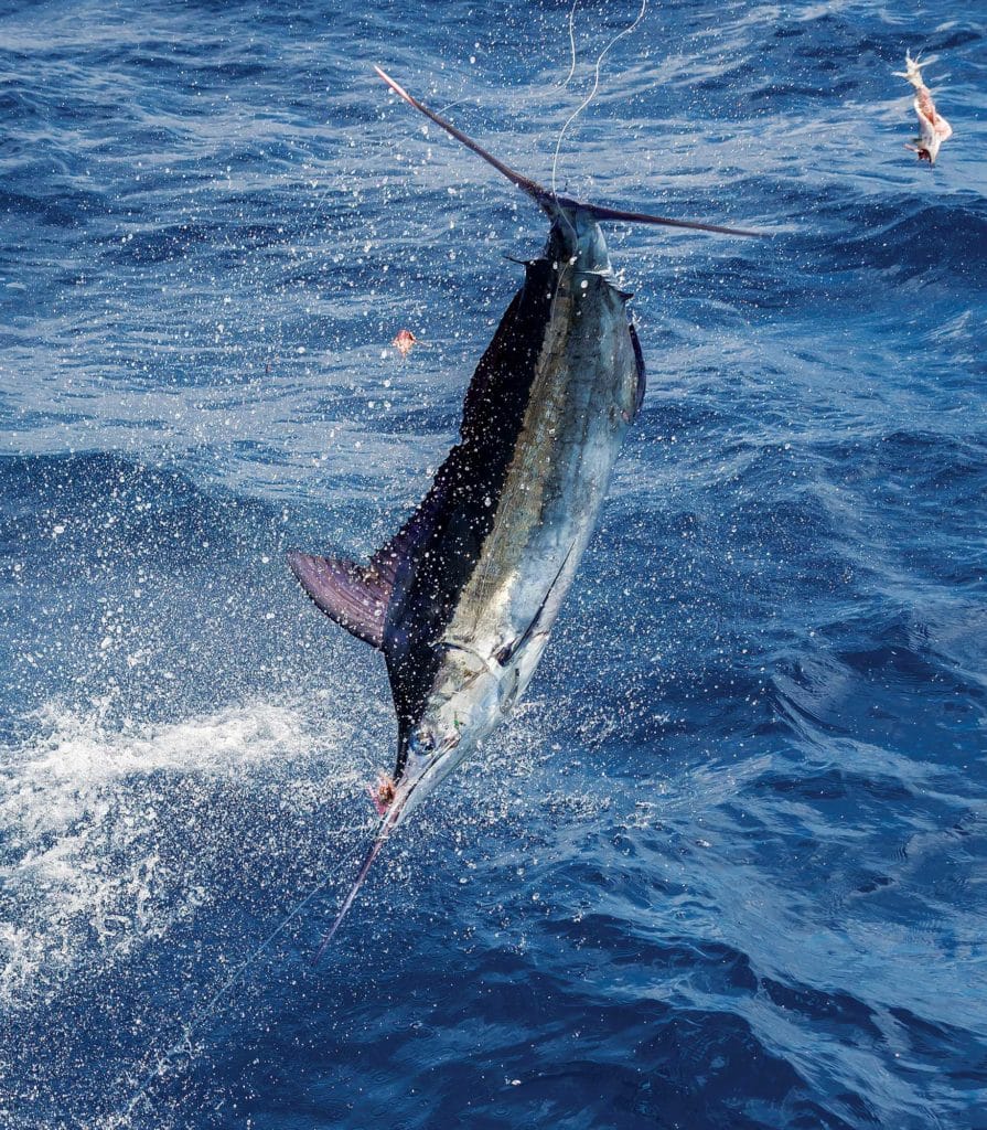 Jumping Billfish Caught on Lure