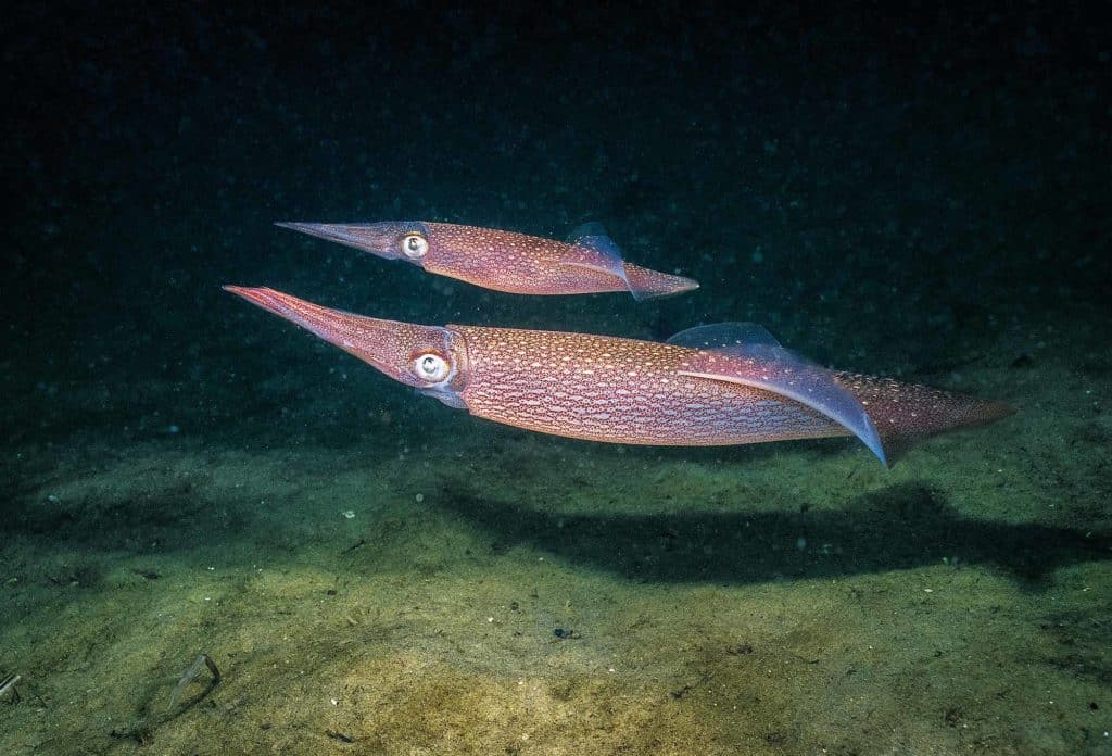 Spring Squid-Fishing Riot in the Northeast