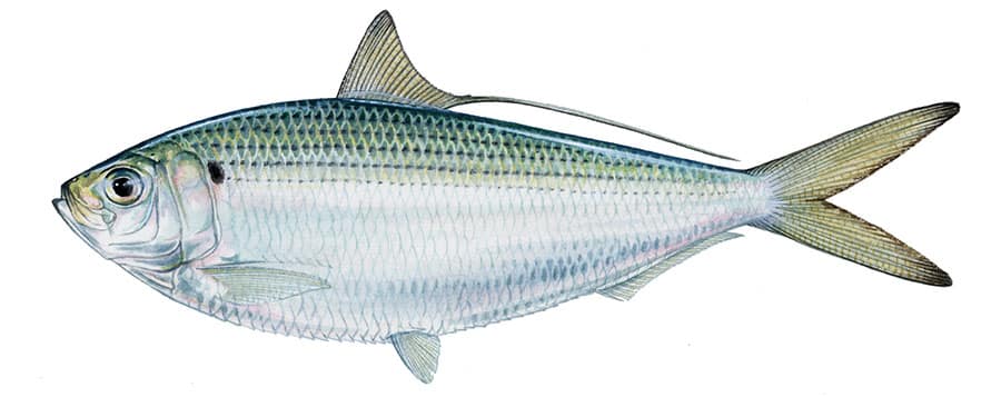 Atlantic Thread Herring