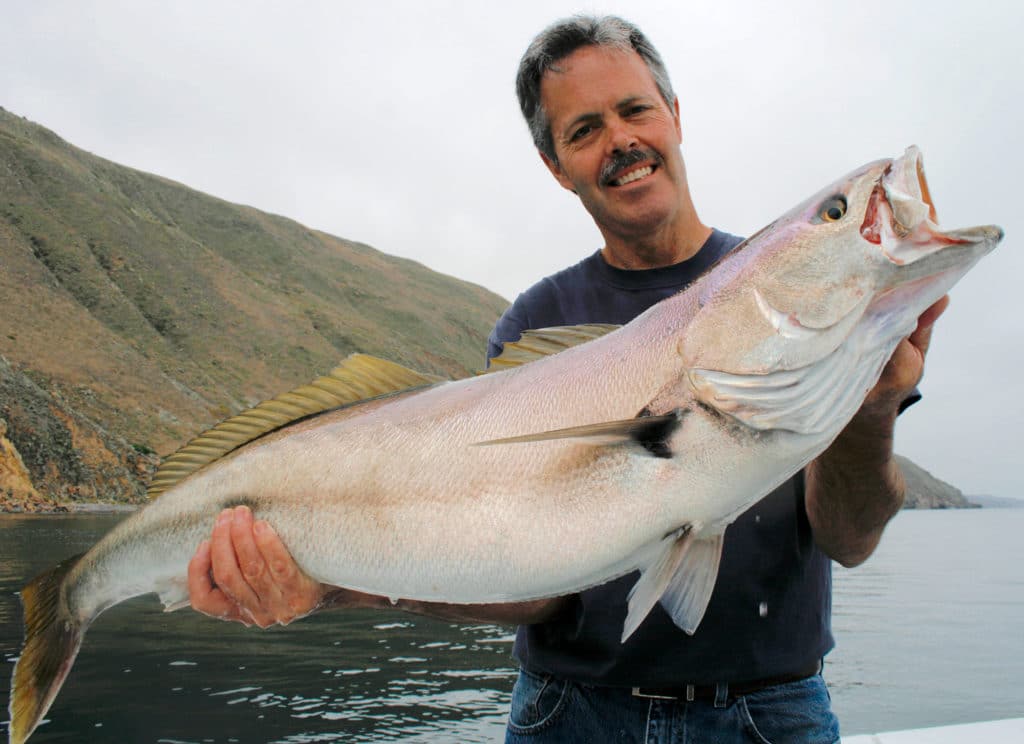 Southern California white seabass