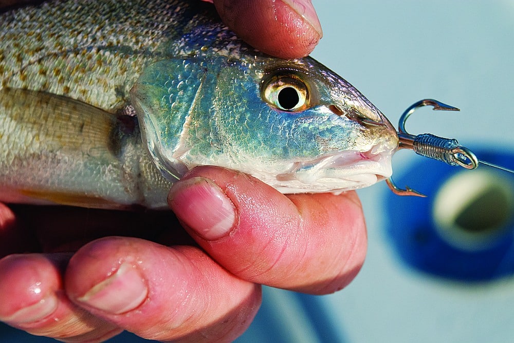 Small croaker rigged as live fishing bait for stripers