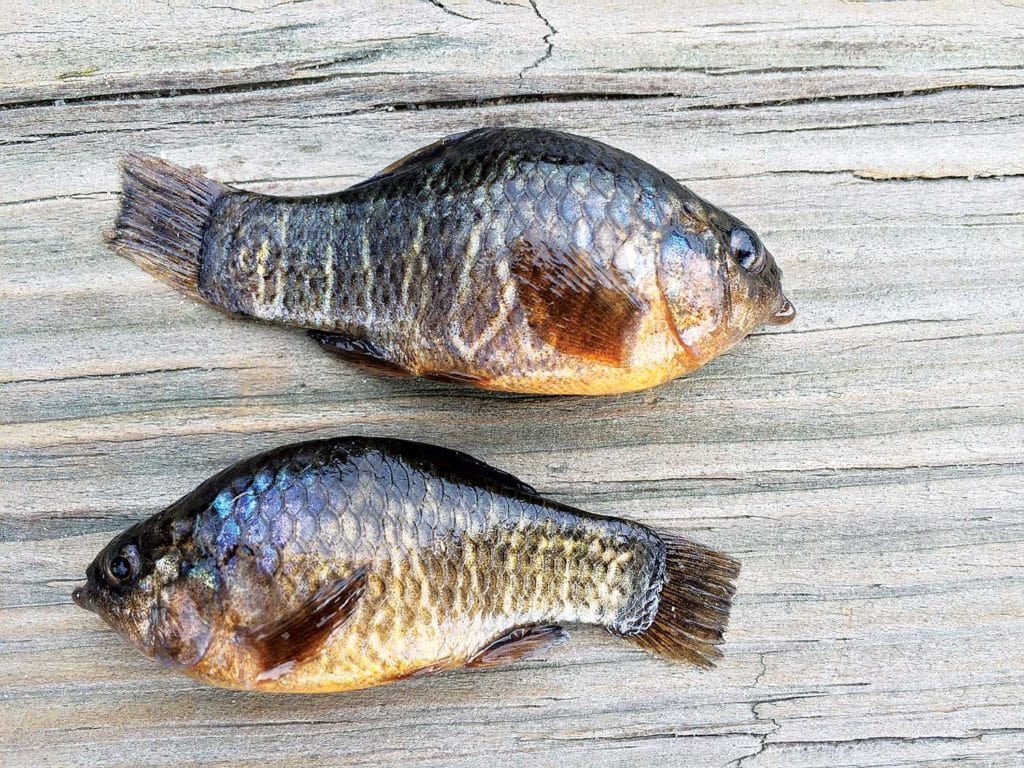 Sheepshead minnow