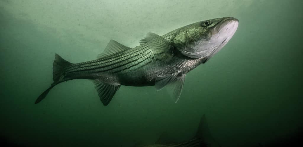 Giant Stripers and Bluefin off Block Island