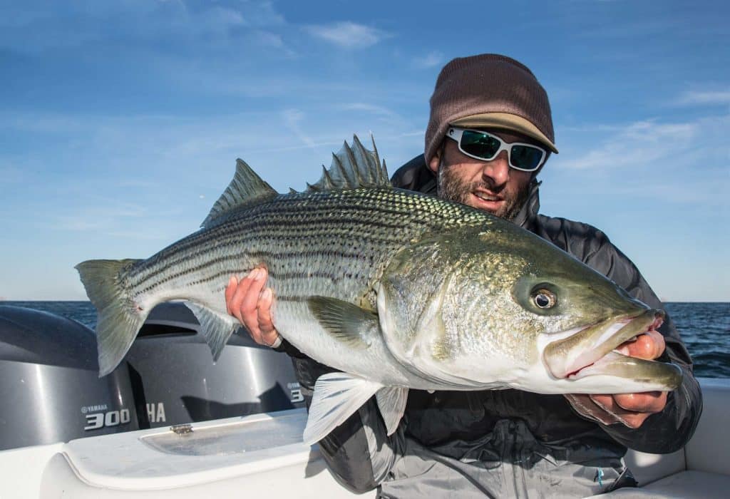 Giant Stripers and Bluefin off Block Island