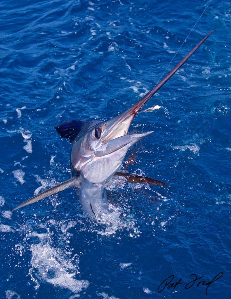 Sailfish eastern Atlantic