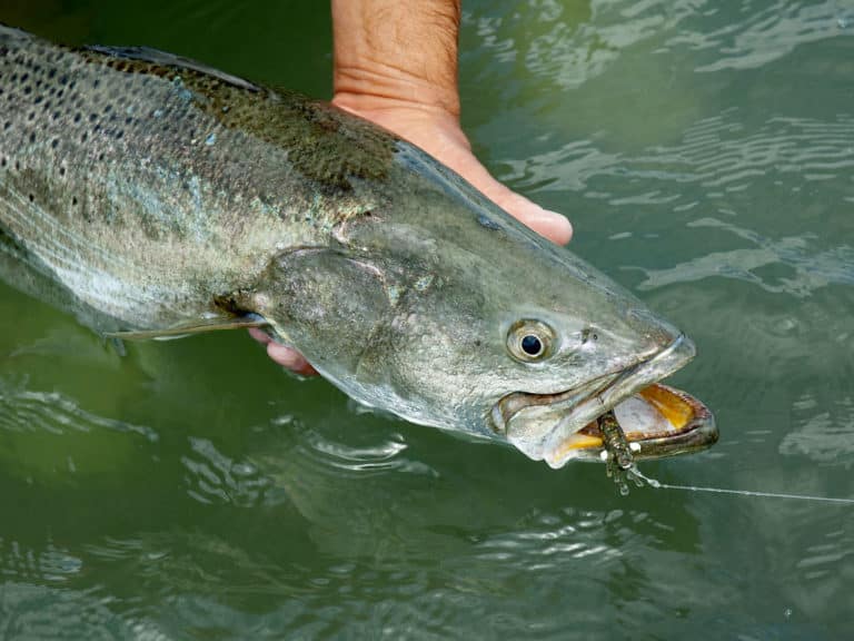 Spotted seatrout being released