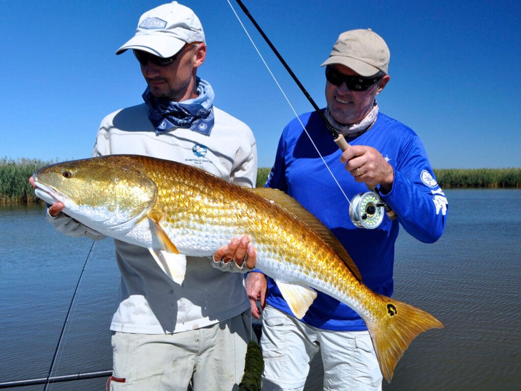 Large redfish on fly