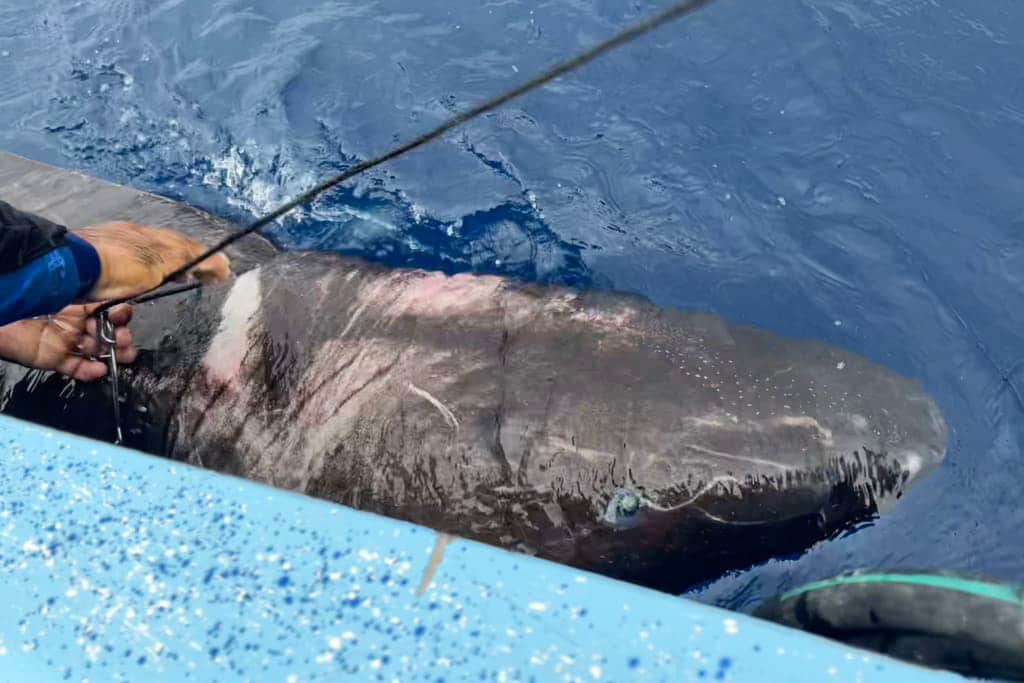 Greenland shark caught near Belize