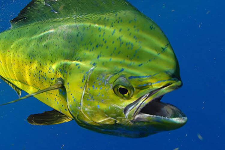 Mahi underwater