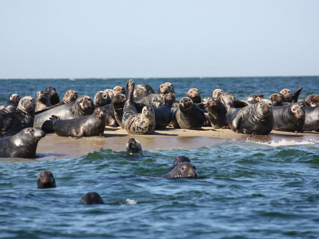 Seals on the beach