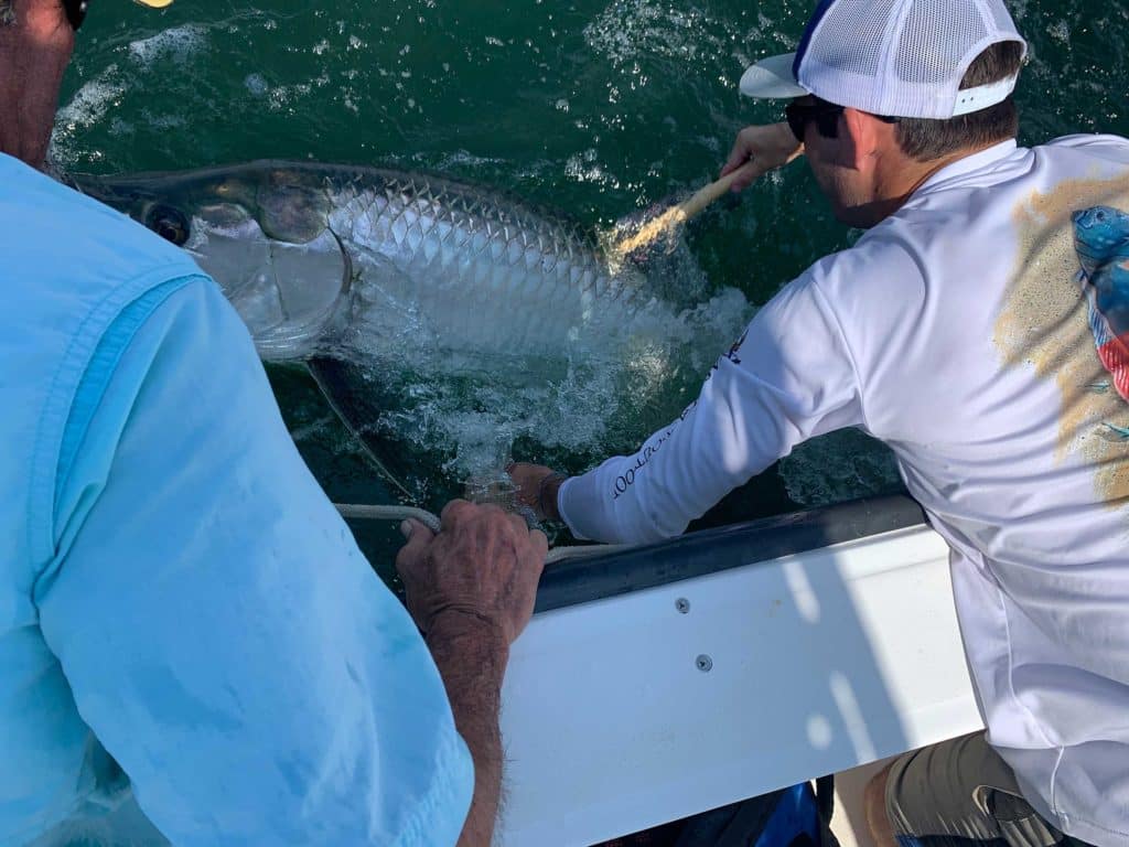 Large tarpon being tagged