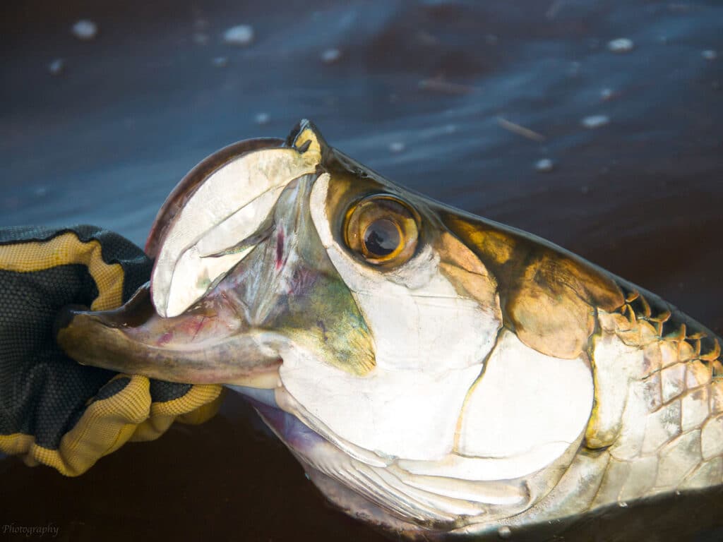 Tarpon caught in Belize