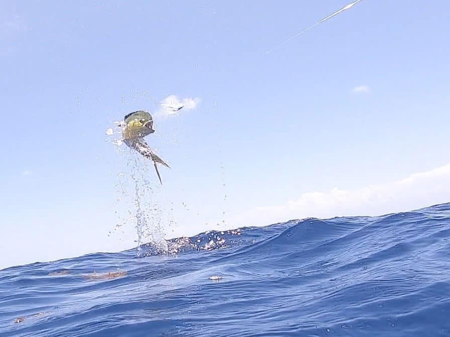 Dolphin leaping out of the water