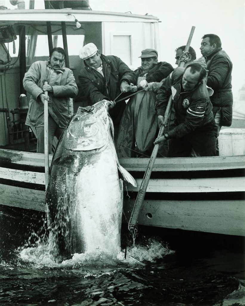 Giant bluefin landed in a tournament in Canadian Maritimes.