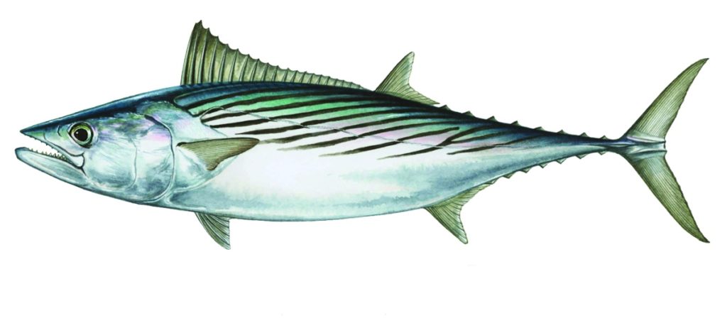 Atlantic bonito