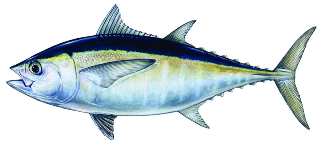 blackfin tuna