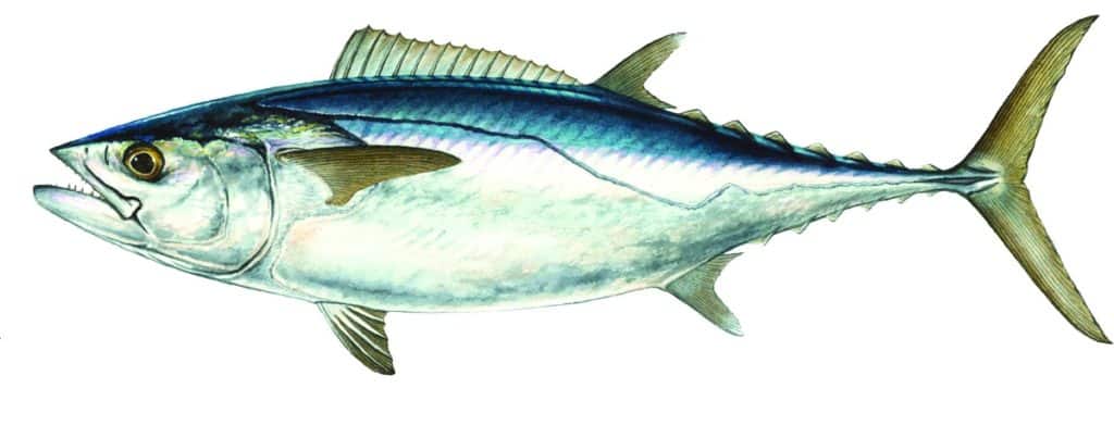 Dogtooth tuna