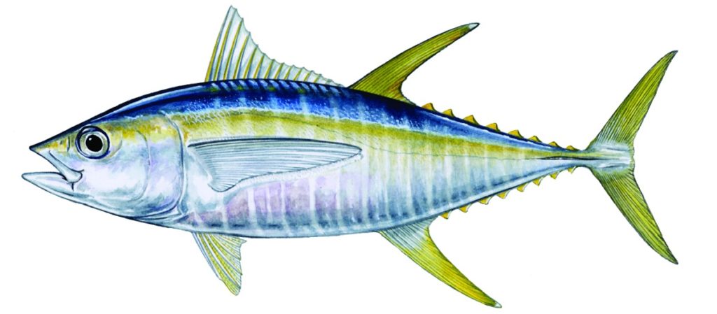 Yellowfin tuna