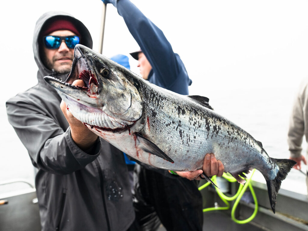 King salmon caught in Sitka, Alaska