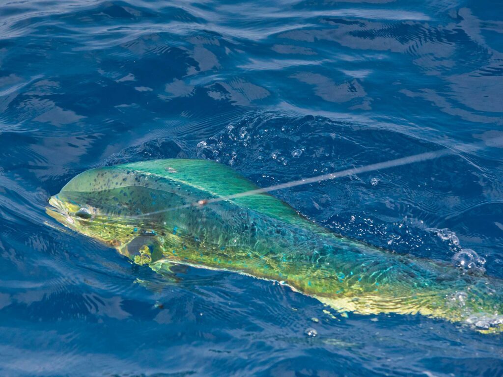 Guatemala mahi mahi