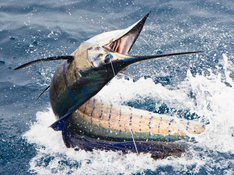 Sailfish leaping