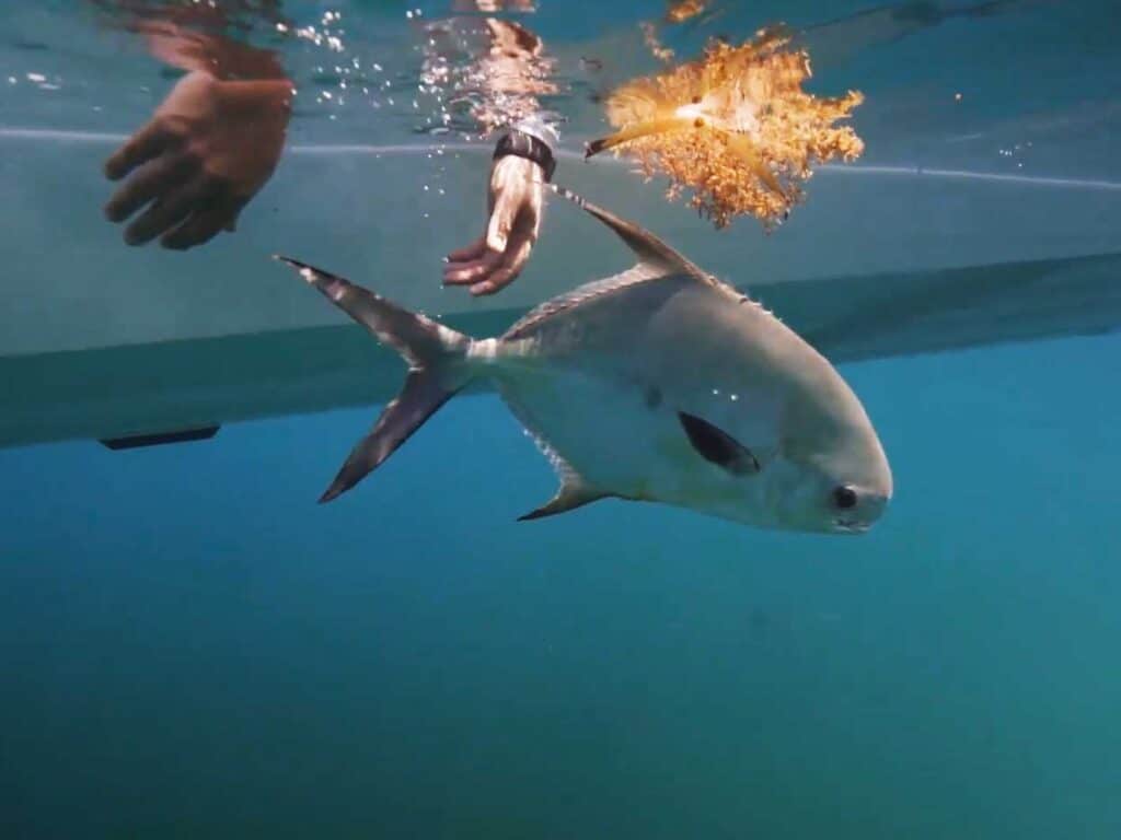 Fishing offshore Key West