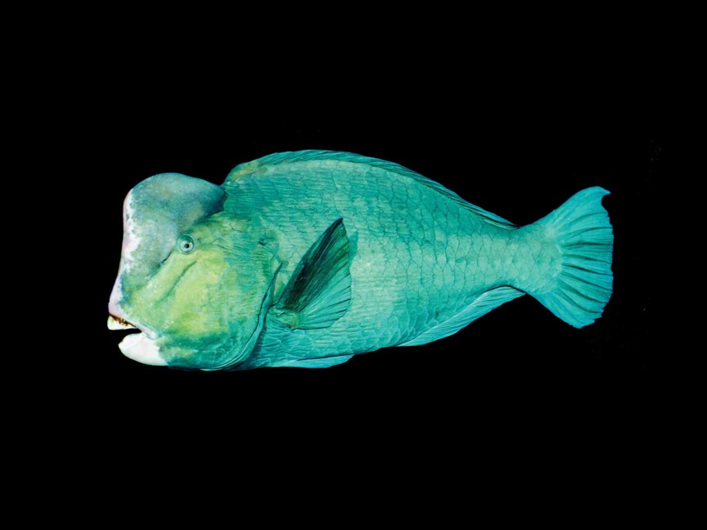 Bumphead parrotfish