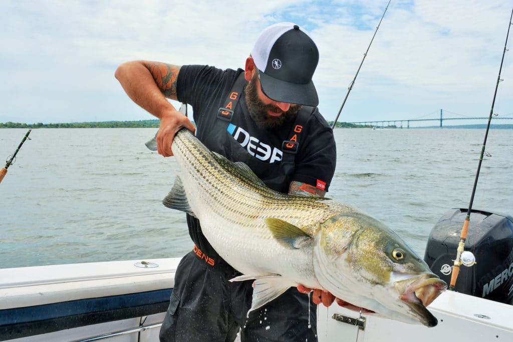 big striped bass