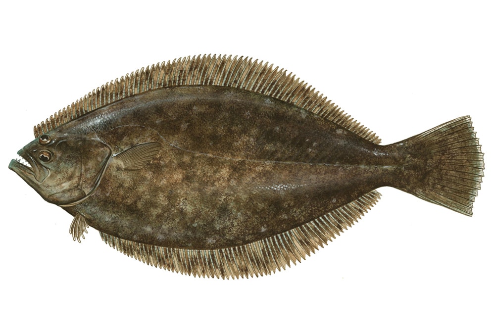 Summer flounder