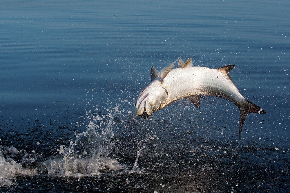 tarpon-00opener-patford.jpg