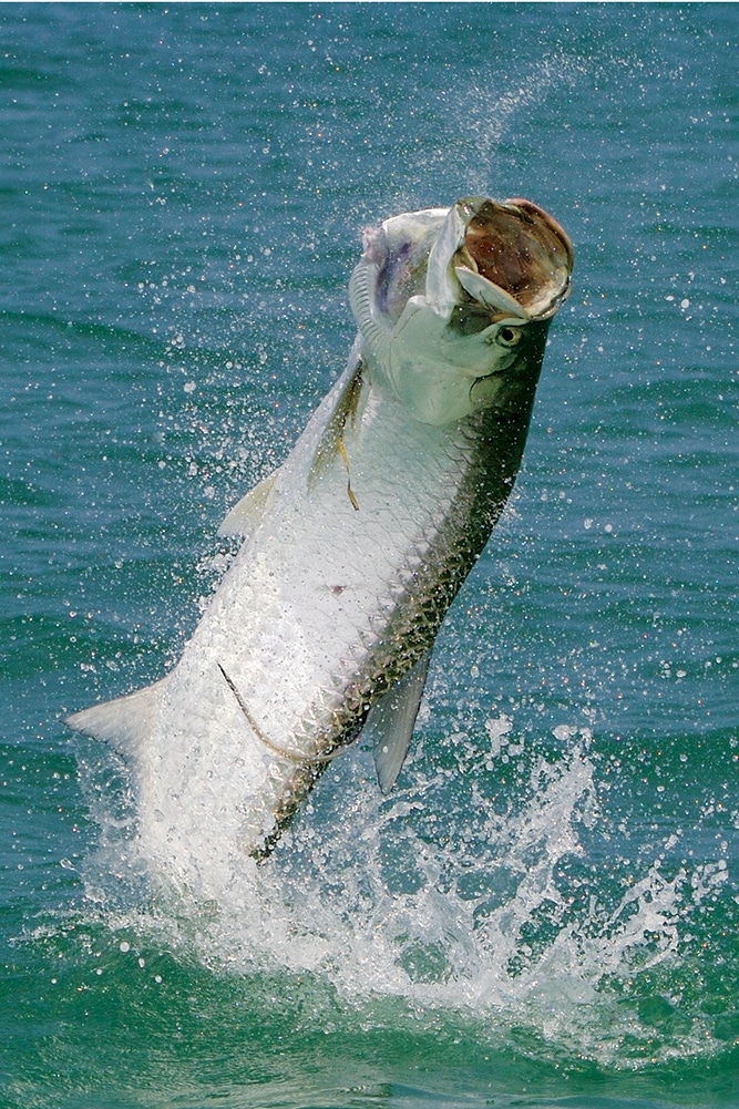 tarpon-09-patford.jpg