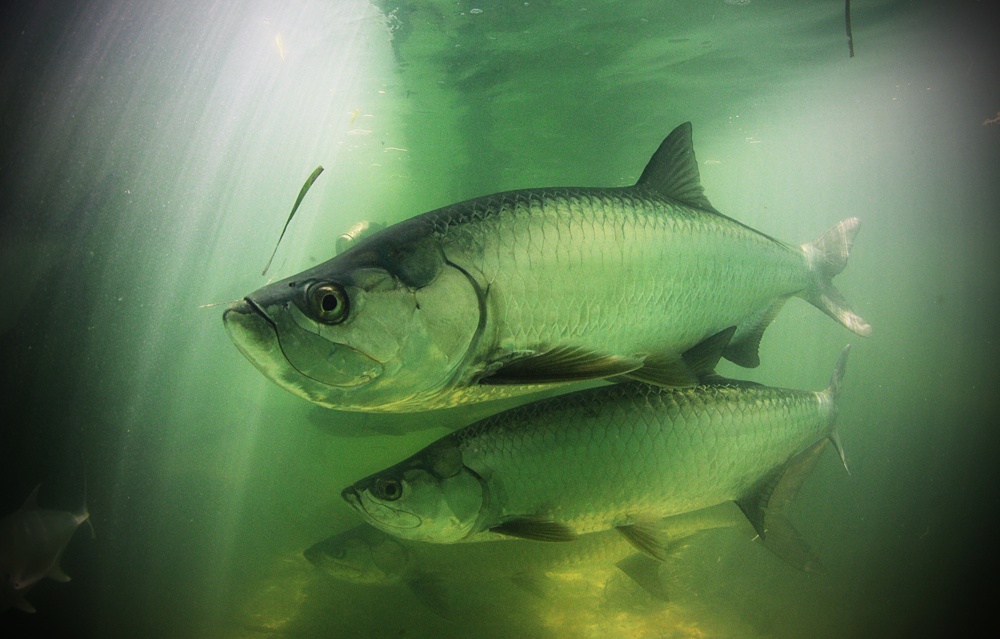 Underwater Tarpon