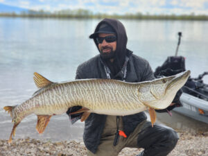 Angler on the bank holds the new world length record tiger muskie.