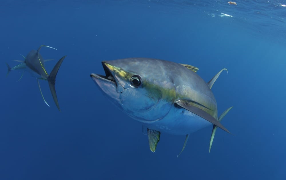 Tuna are ram, ventilators