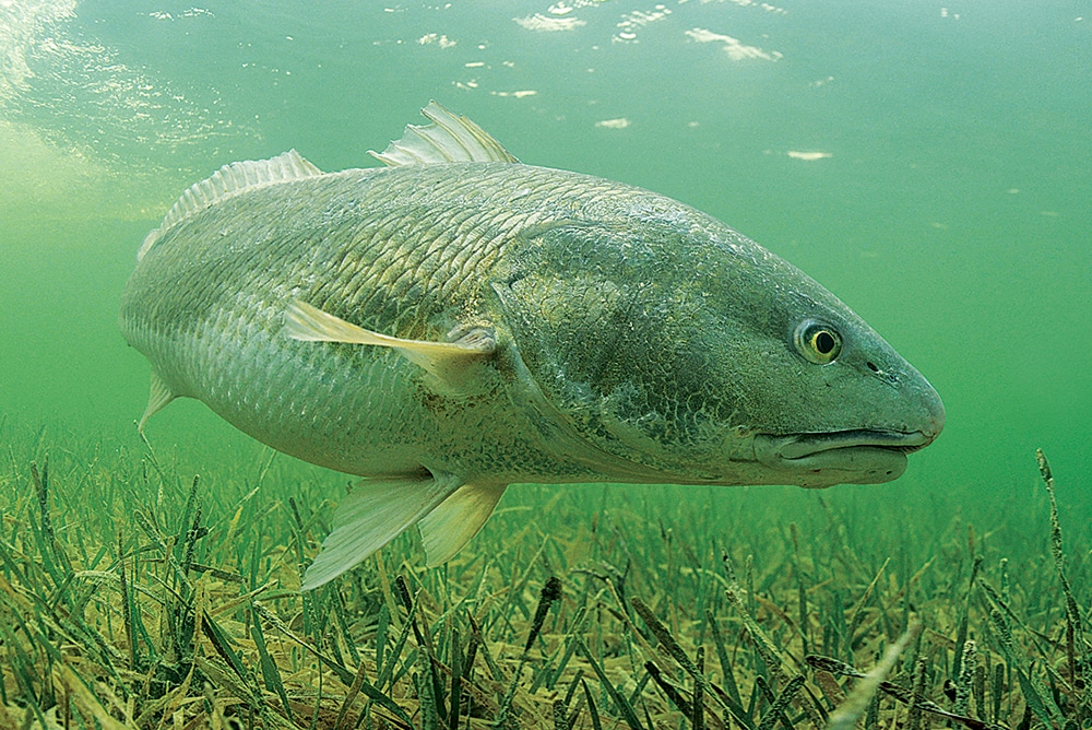 Underwater redfish swimming on grass flats