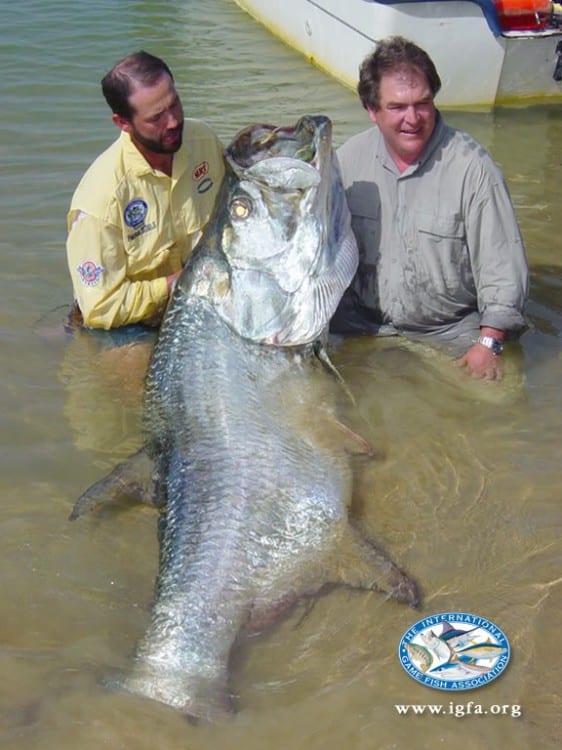 world record tarpon