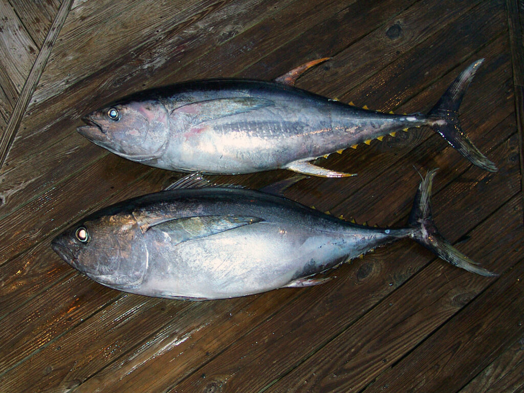 Comparing a bigeye tuna and yellowfin tuna